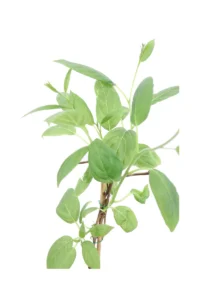 Actinidia Arguta Kiwiberry Issai v11 egarden.store online