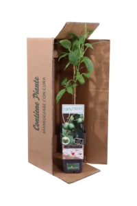 Kiwi Baby - Actinidia Arguta Kiwiberry Issai Autofertile