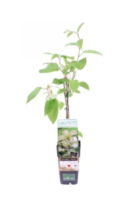 Actinidia Arguta Weiki Maschio v11 egarden.store online