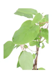 Actinidia Arguta Weiki Maschio v11 egarden.store online