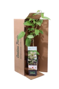 Actinidia Arguta Weiki Maschio v11 egarden.store online