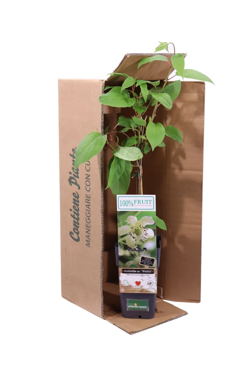 Actinidia Arguta Weiki Maschio v11 egarden.store online