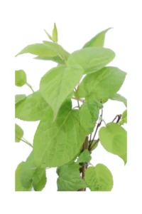 Actinidia Kolomikta v11 egarden.store online