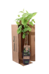 Kiwi Ornamentale - Actinidia Kolomikta