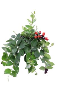 Aeschynanthus Monarda Lisa v15 egarden.store online