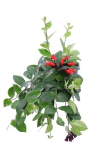 Aeschynanthus Monarda Lisa v15 egarden.store online