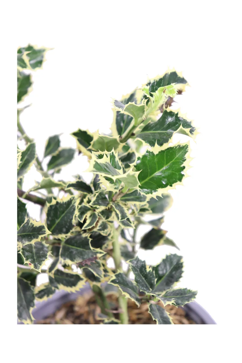 Agrifoglio Variegato - Ilex Aquifolium Argentea Marginata v19 egarden.store online