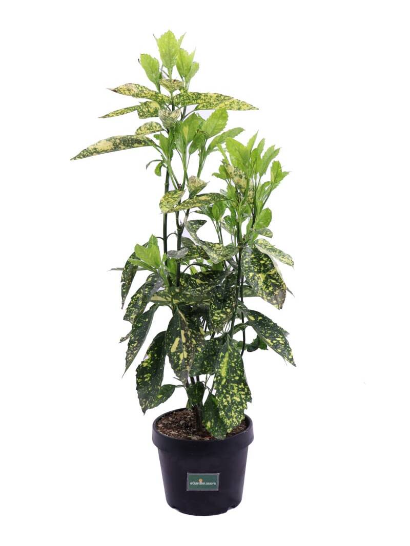 Aucuba Japonica Crotonifolia v24 egarden.store online