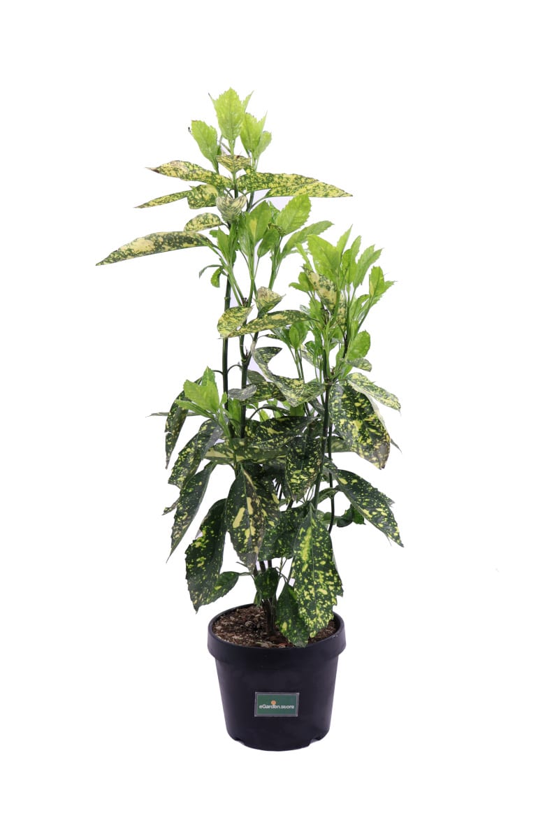 Aucuba Japonica Crotonifolia - Vivaio Online eGarden