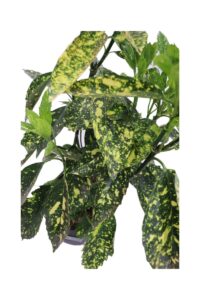 Aucuba Japonica Crotonifolia v24 egarden.store online