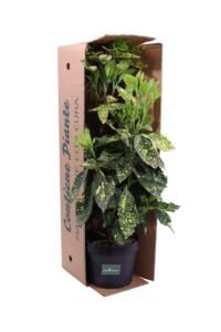 Aucuba Japonica Crotonifolia v24 egarden.store online