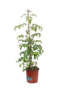 Bignonia Contessa Sara v16 egarden.store online