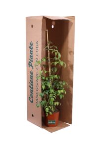 Bignonia Contessa Sara v16 egarden.store online