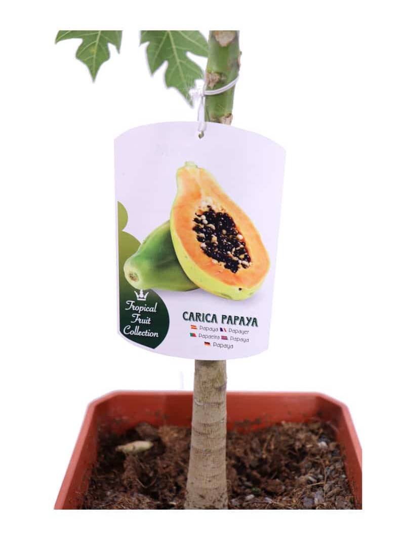 Carica Papaya v22 egarden.store online