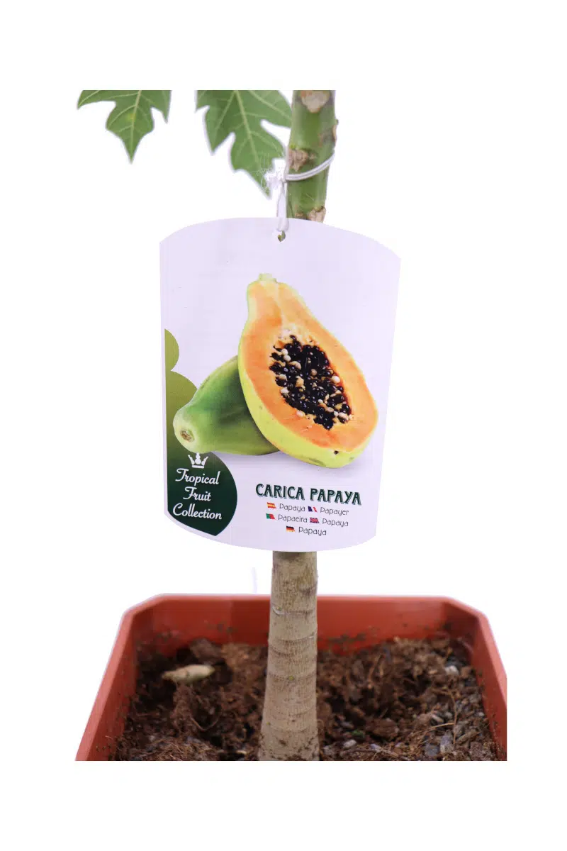Carica Papaya v22 egarden.store online