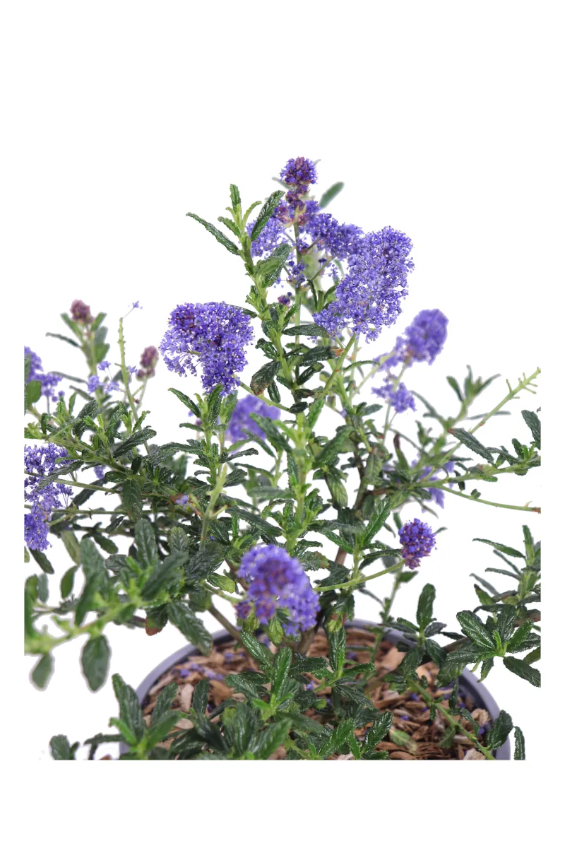 Ceanoto - Ceanothus Concha v17 egarden.store online