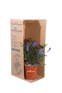 Ceanoto - Ceanothus Concha v17 egarden.store online