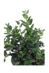 Ceanoto - Ceanothus Griseus Horizontalis Yankee Point v17 egarden.store online