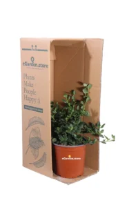 Ceanoto - Ceanothus Griseus Horizontalis Yankee Point v17 egarden.store online