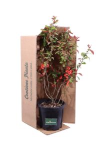 Chaenomeles Speciosa Friesdorfer v18 egarden.store 5 Chaenomeles Speciosa Friesdorfer v18 egarden.store online