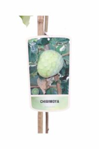 Chirimoya v22 egarden.store online