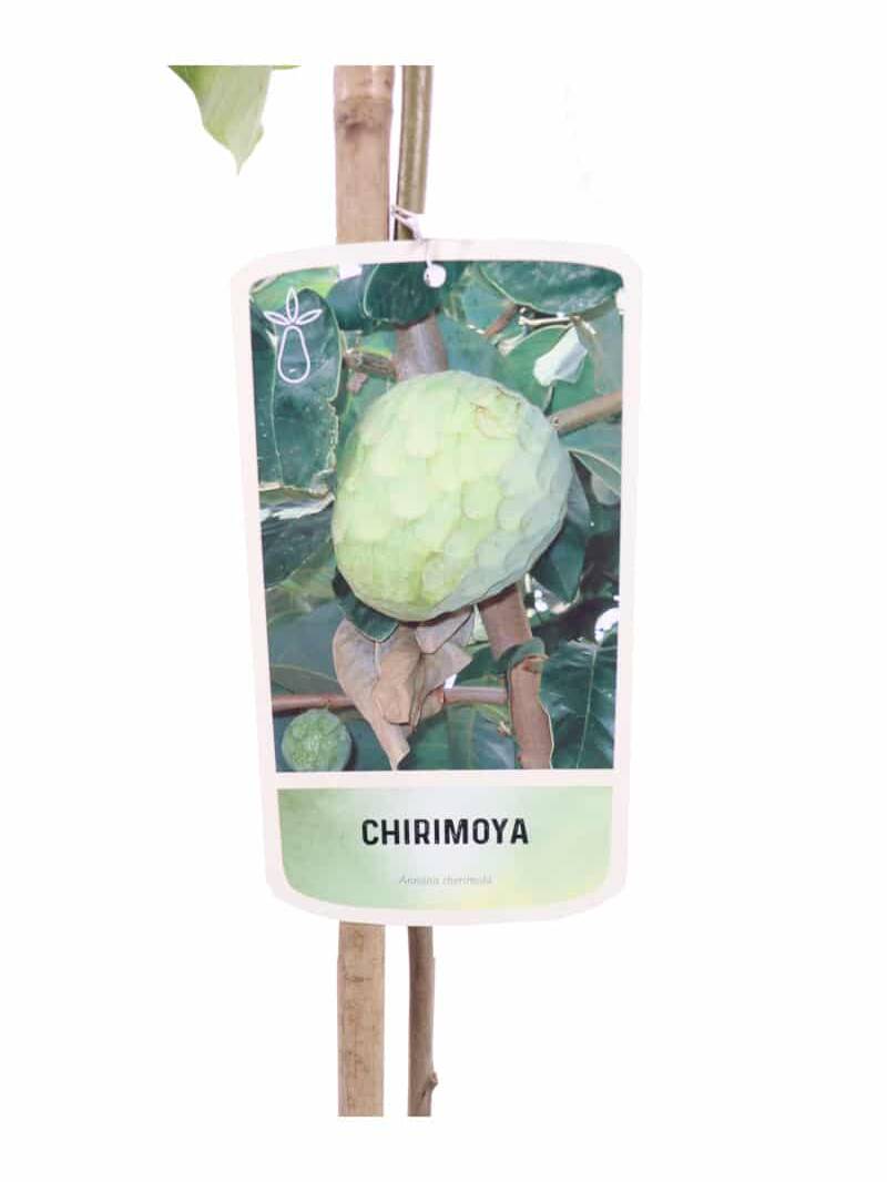 Chirimoya v22 egarden.store online