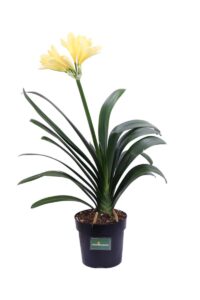 Clivia Miniata Gialla v15 egarden.store online