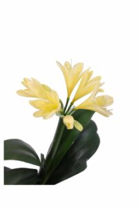 Clivia Miniata Gialla v15 egarden.store online