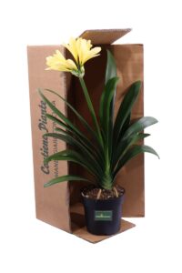 Clivia Miniata Gialla v15 egarden.store online