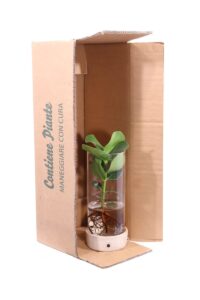 Clusia Rosea Deco Prime v21 egarden.store online