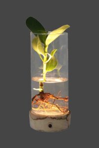 Clusia Rosera Light egarden.store online