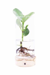 Clusia Rosera Light egarden.store online