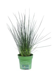 Giunco v12 egarden.store online