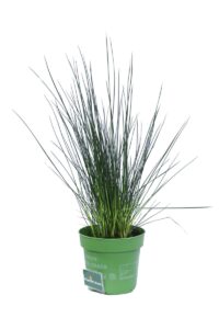 Giunco v12 egarden.store online