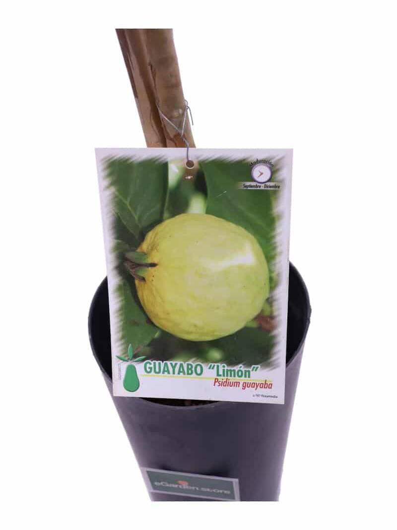 Guayabo Limon v17 egarden.store online