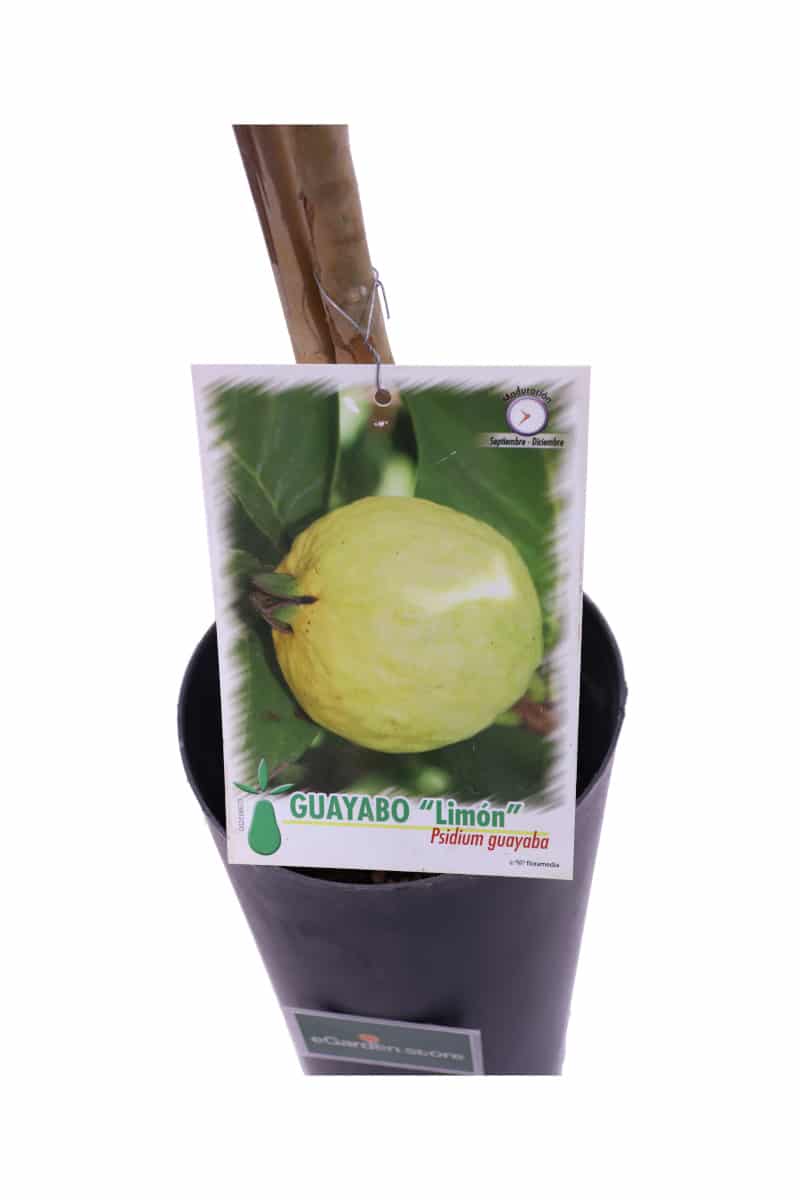 Guayabo Limon v17 egarden.store online