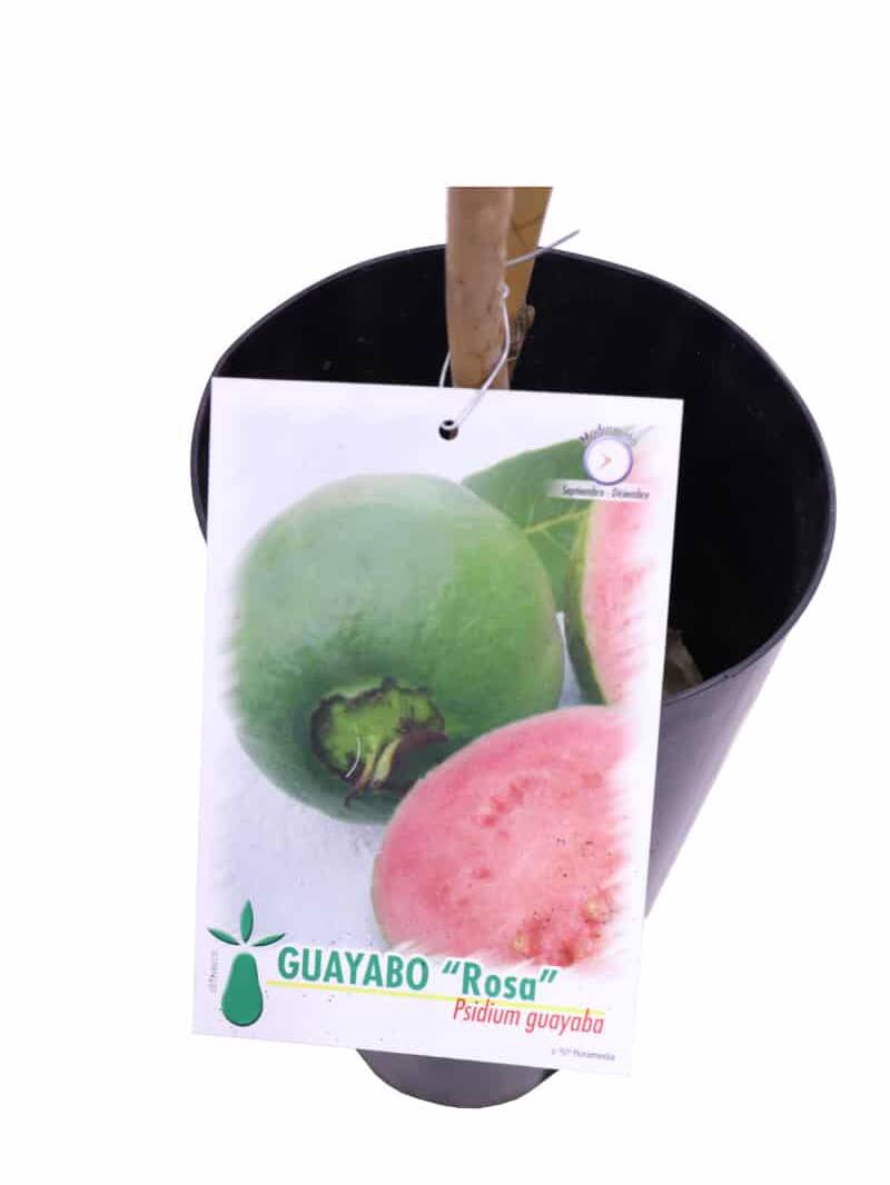 Guayabo Rosa v17 egarden.store online