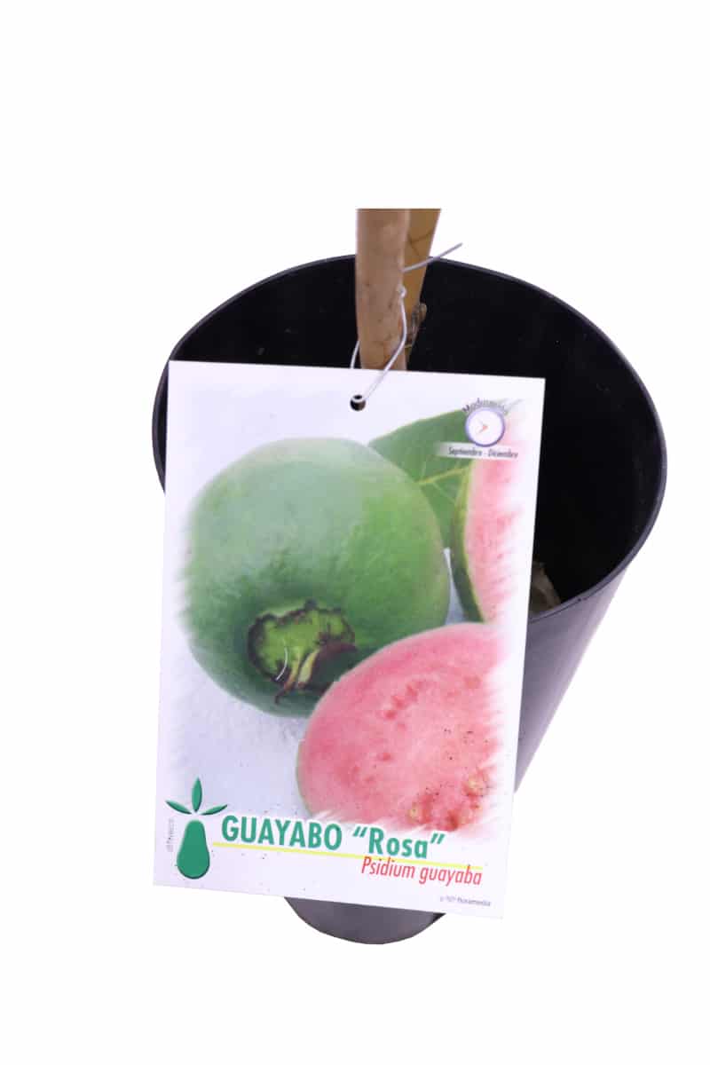 Guayabo Rosa v17 egarden.store online