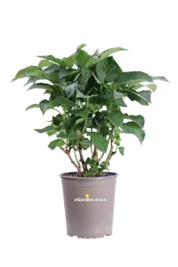 Hydrangea Macrophylla - Ortensia v21 egarden.store online