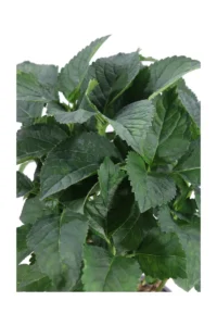 Hydrangea Macrophylla - Ortensia v21 egarden.store online