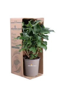 Hydrangea Macrophylla - Ortensia v21 egarden.store online