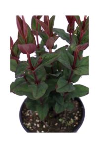 Hypericum x Inodorum Magical Red Flame v16 egarden.store online