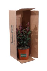 Hypericum x Inodorum Magical Red Flame v16 egarden.store online