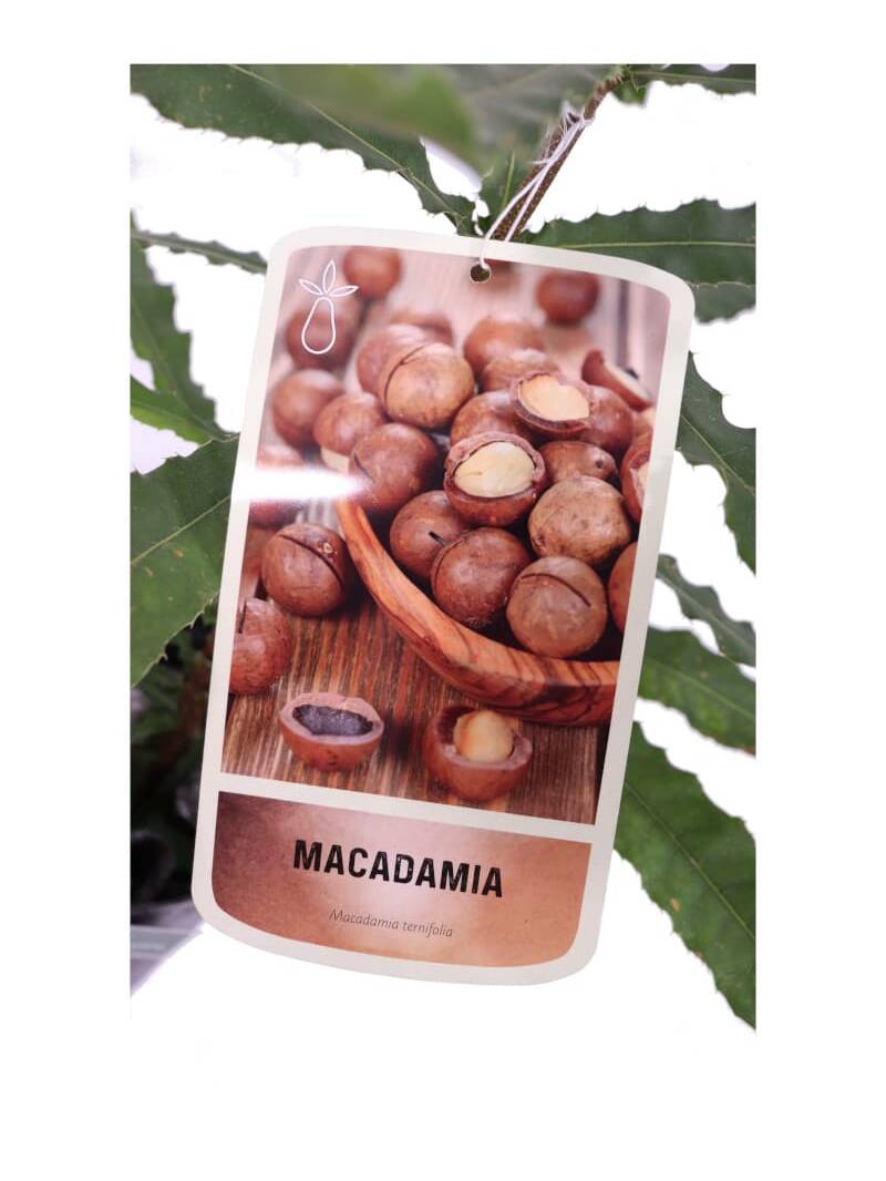 Macadamia Ternifolia v17 egarden.store online