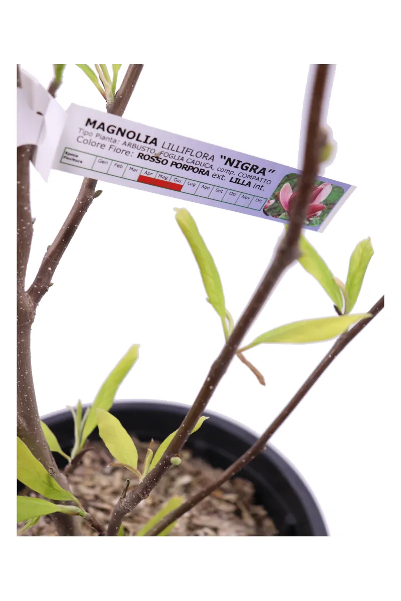 Magnolia Lilliflora Nigra v22 egarden.store online