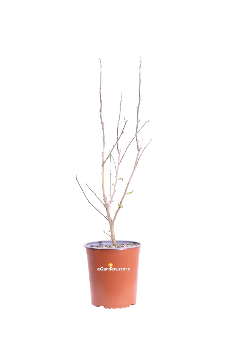 Magnolia Stellata Bianca v18 egarden.store online