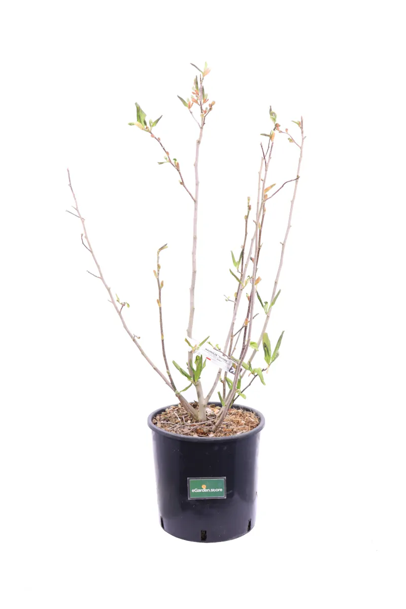 Magnolia Stellata v24 egarden.store online