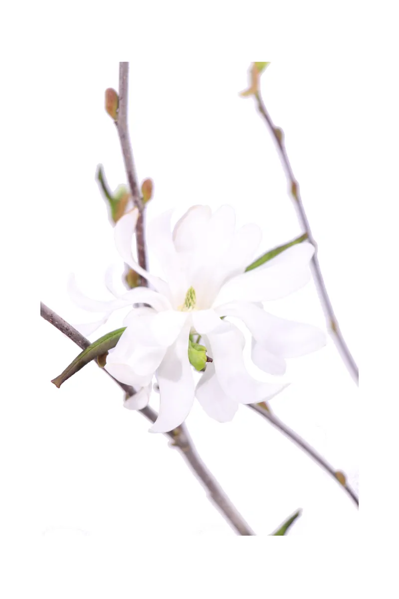 Magnolia X Loebneri Leonard Messel v22 egarden.store online