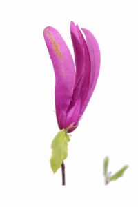 Magnolia X Soulangeana Susan v22 egarden.store online