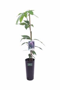 Mango Keitt v17 egarden.store 1 Mango Keitt v17 egarden.store online